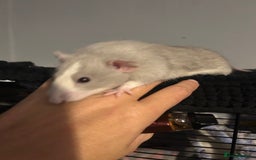 Rat rodents for sale: Baby Rex dumbo rats  - Image 1