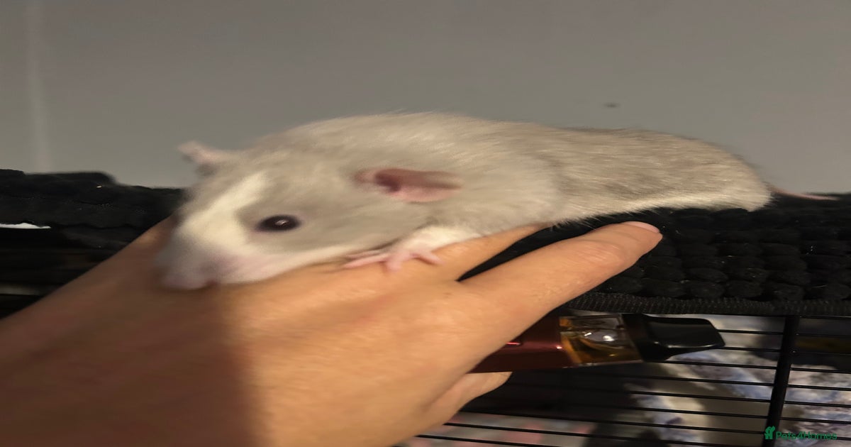 Baby Rex dumbo rats for sale in Stoke-on-Trent Pets4Homes