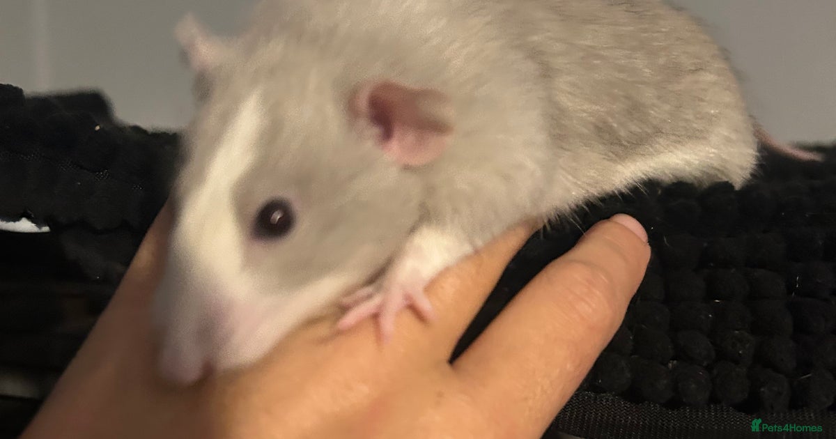 Baby Rex dumbo rats for sale in Stoke-on-Trent Pets4Homes
