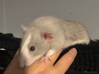 Rat rodents - Advert 1