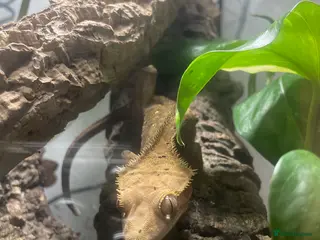 Gecko reptiles crested gecko for rehoming - Advert 1