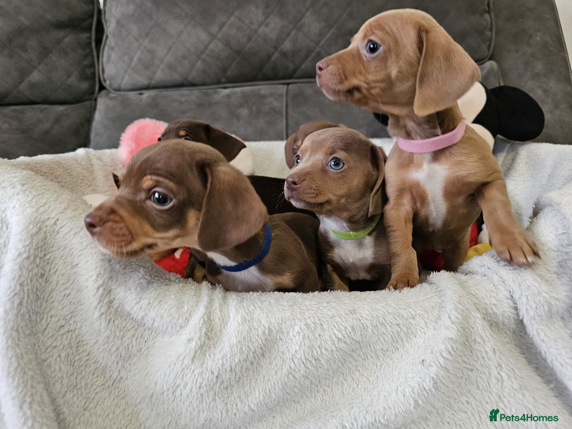 Dachshund dogs Cheeky Dachshund Puppies X - Advert 12