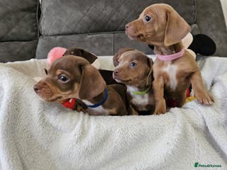 Dachshund dogs Cheeky Dachshund Puppies X - Advert 11