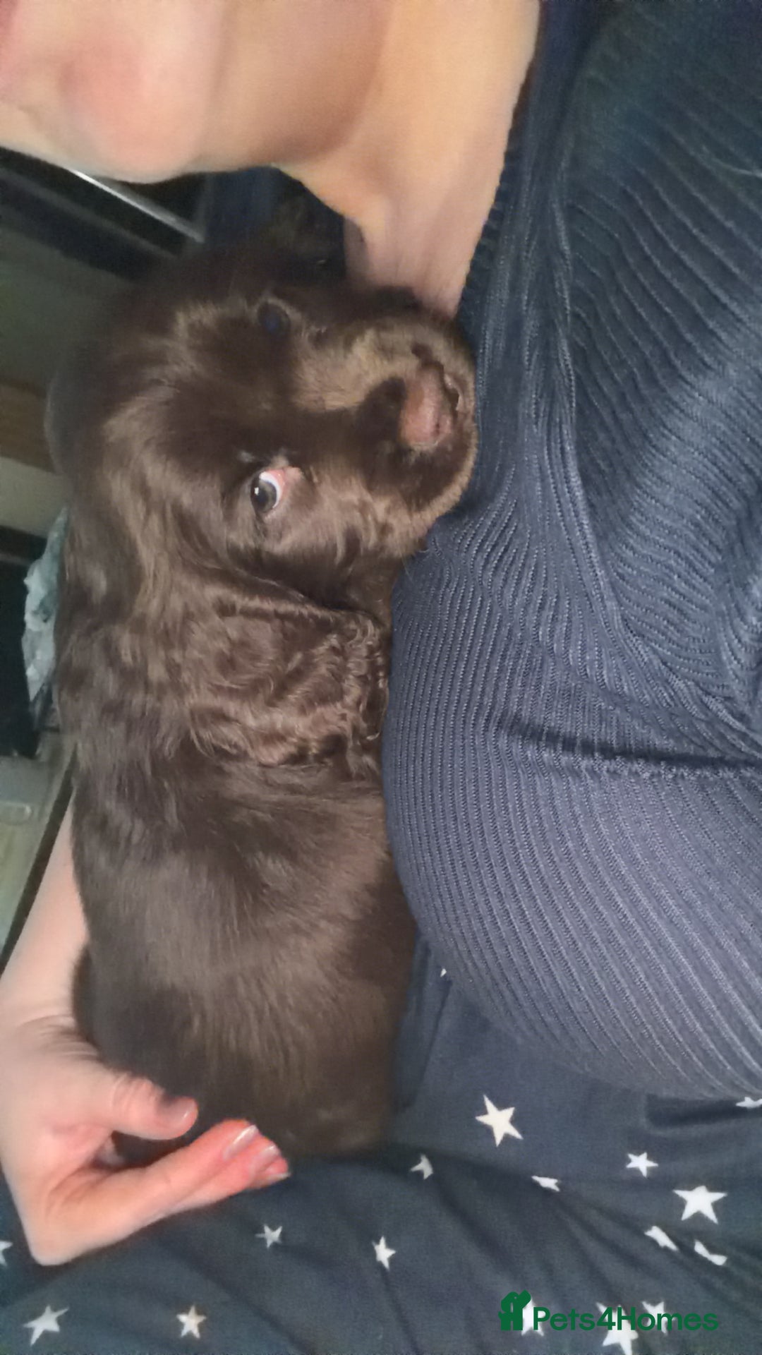 Sprocker dogs for sale: Beautiful little girl left🥰 - Advert 5