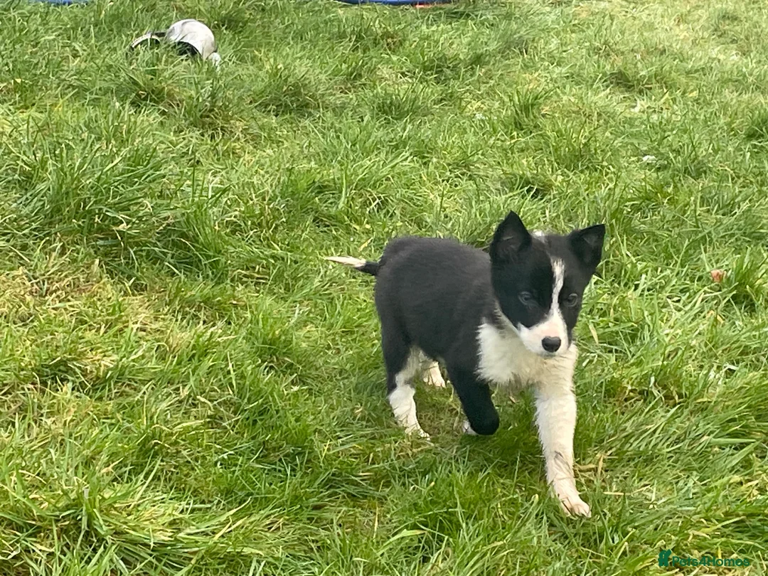 Border Collie dogs for sale: Beautiful litter of collie pups - Advert 9