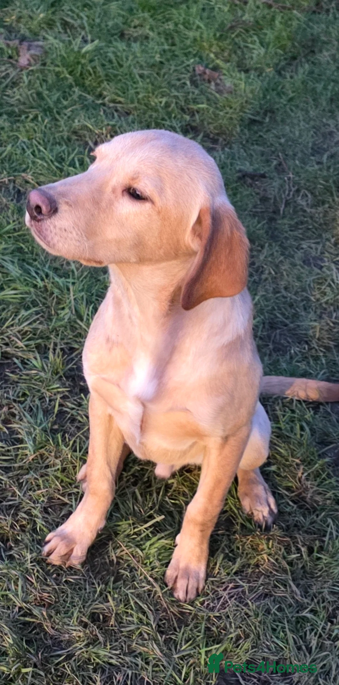 Labrador Retriever dogs for sale: Working home - Advert 1