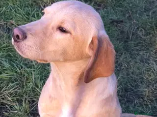 Labrador Retriever dogs Working home - Advert 10