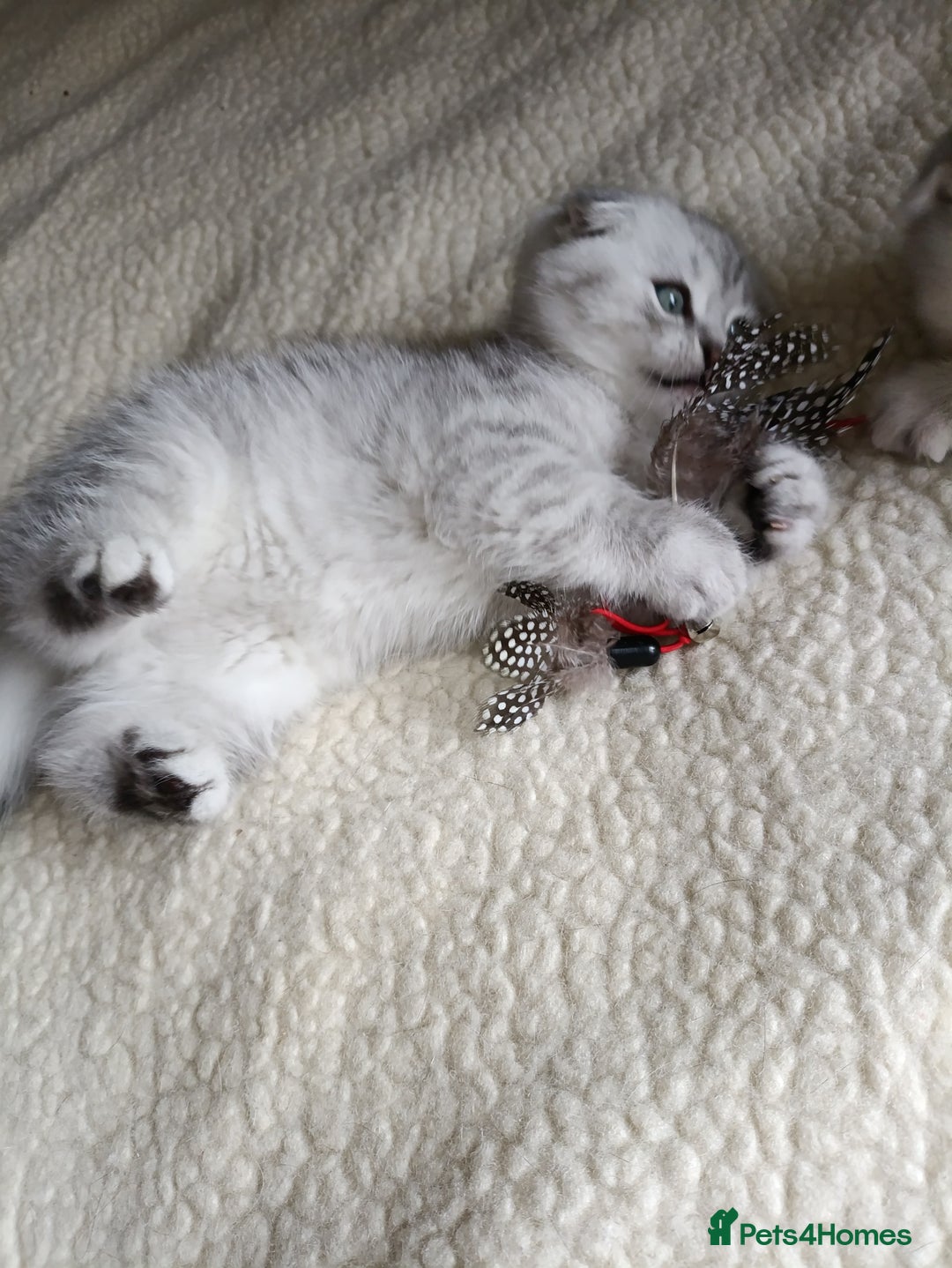 Scottish Fold cats for sale: Scottish Fold kitten  - Advert 24