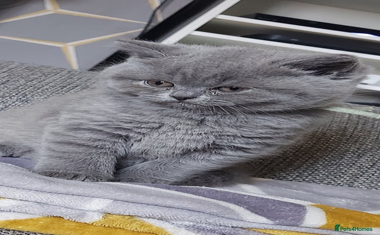 British Shorthair cats - Advert 14