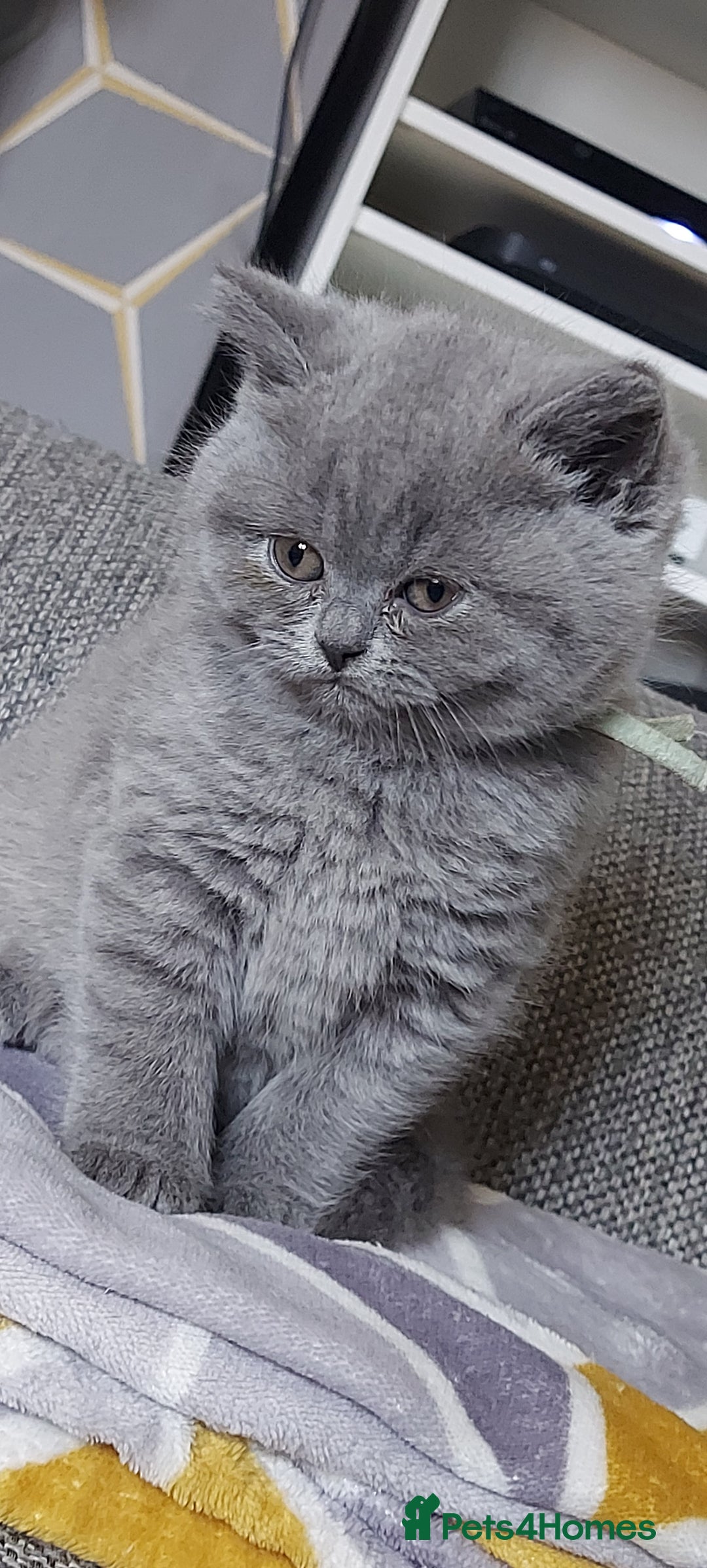 British Shorthair cats for sale: GCCF Registered British Shorthair  - Image 1