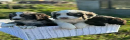 Cocker Spaniel dogs for sale: Gorgeous Cocker pups for sale, 1 girl left - Advert 22