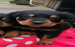 Rottweiler dogs for sale: 6 Chunky Rottweiler Puppies  - Image 3