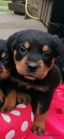 Rottweiler dogs - Advert 5