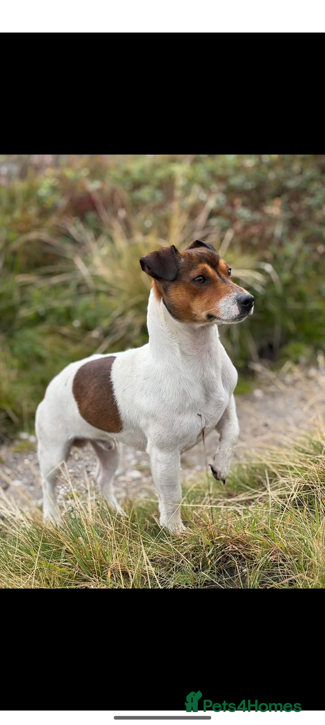 Jack Russell dogs for sale: Jack russell puppies - Advert 14