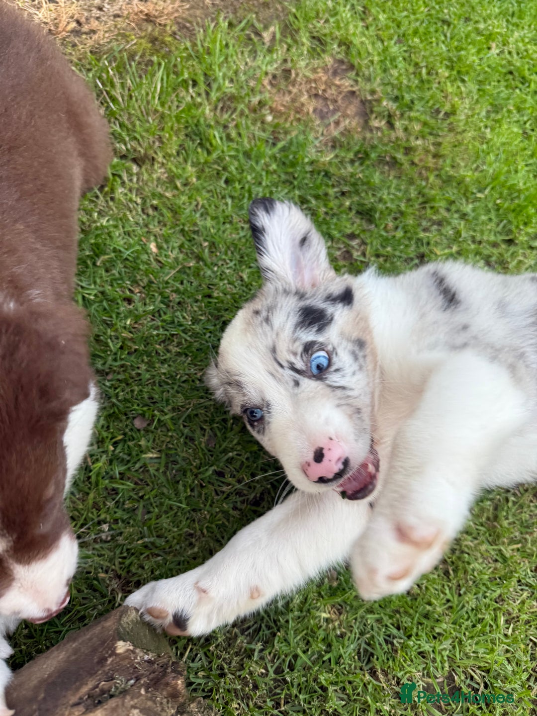 Border Collie dogs for stud:  Snoop - Image 25