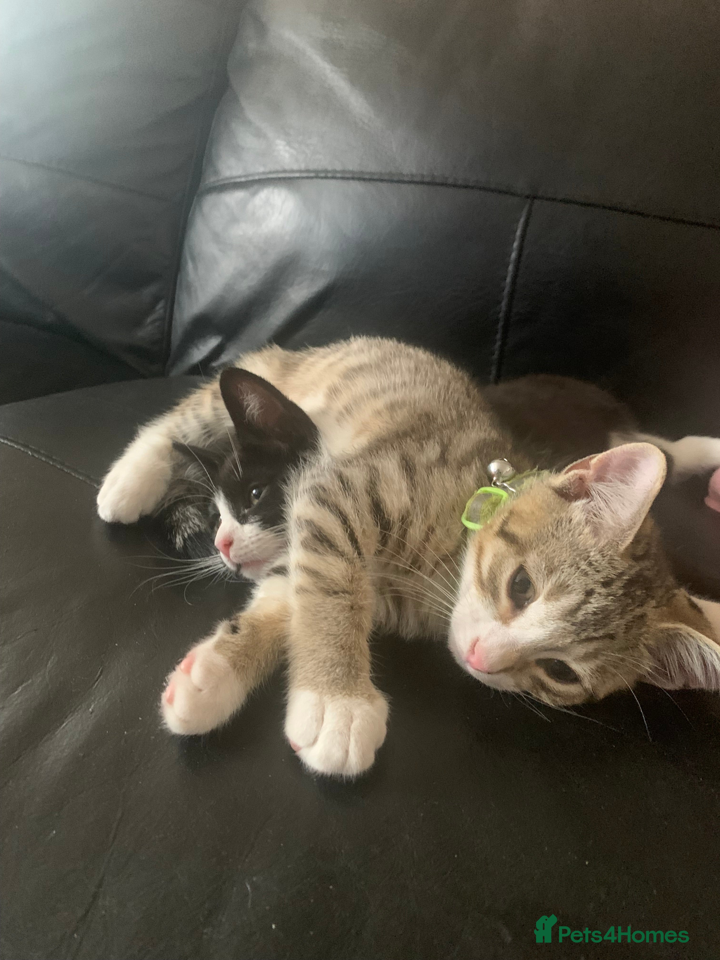 British Shorthair cats 1 black and white girl left from the litter of 6  - Advert 2
