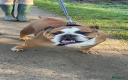 English Bulldog dogs for sale: English bulldog pups for sale  - Image 4