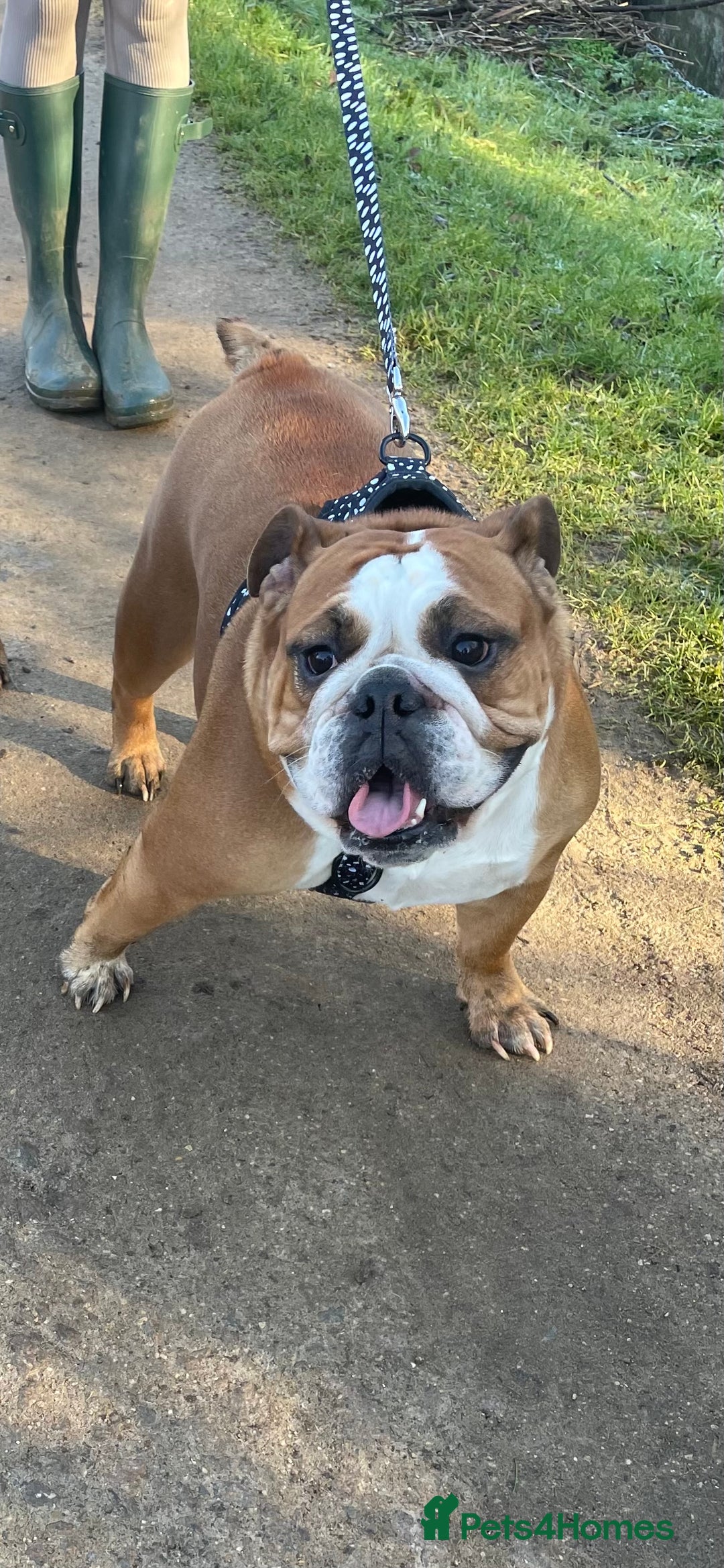 English Bulldog dogs for sale: English bulldog pups for sale  - Image 4