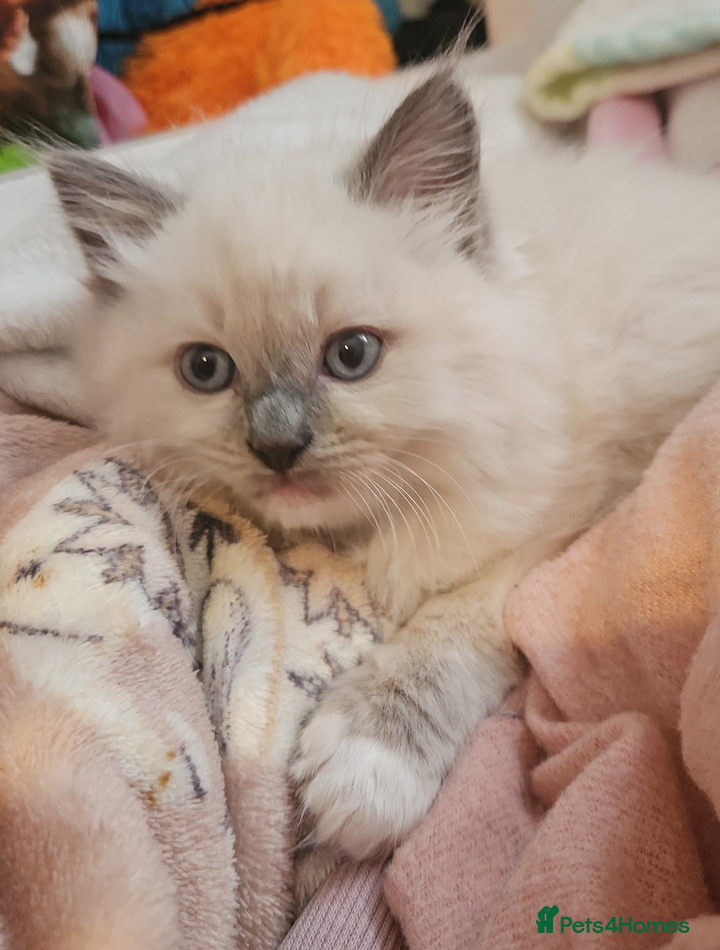 Ragdoll cats Ragdoll kittens for sale 💞 1 boy left* - Advert 4