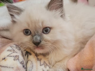 Ragdoll cats Ragdoll kittens for sale 💞 1 boy left* - Advert 4