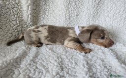 Miniature Dachshund dogs for sale: Miniature dachshund puppies kc reg  - Image 3