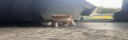 Domestic Shorthair cats for sale: 5 kittens available for their forever home 🩷💙 - Advert 21