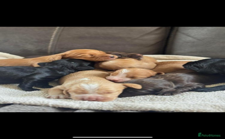 Sprocker dogs - Advert 2