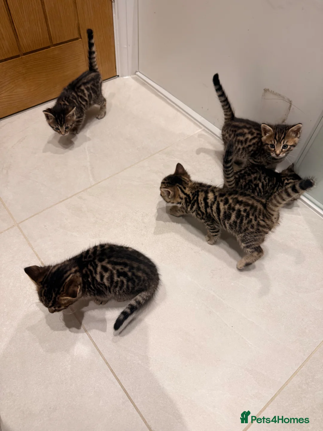 Mixed Breed cats for sale: Half bengal kitten  - Advert 2