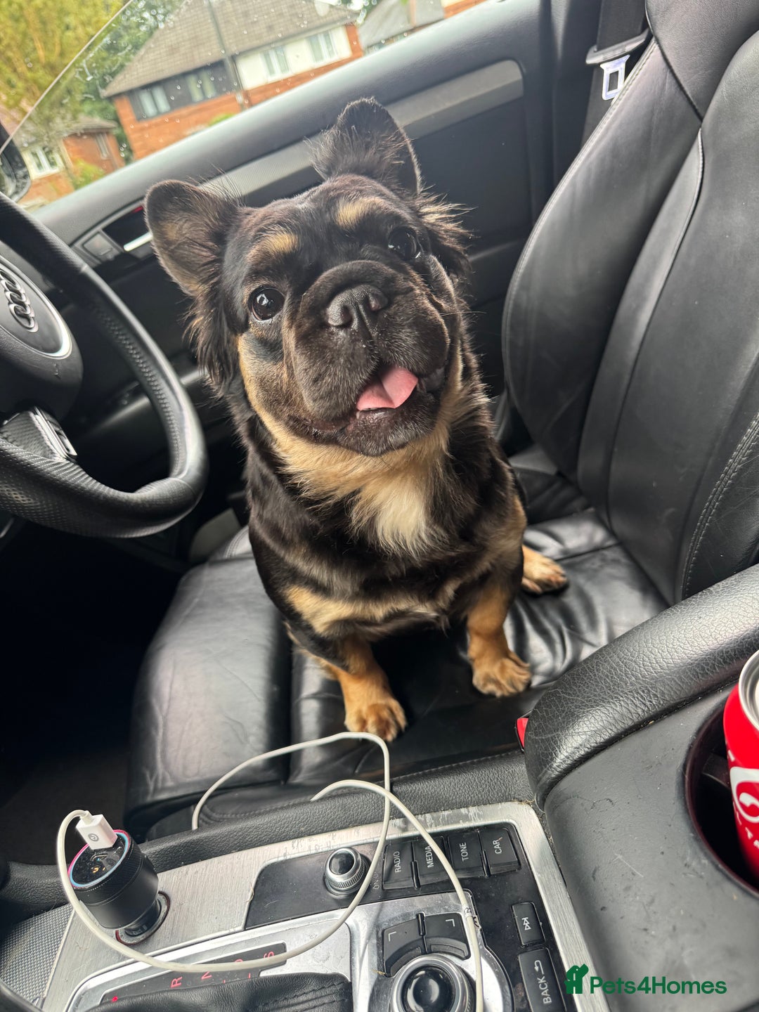 French Bulldog dogs for sale: Fluffy French Bulldog - Advert 1