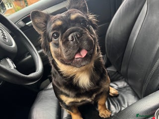 French Bulldog dogs Fluffy French Bulldog - Advert 1