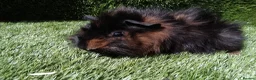 Guinea Pig rodents for sale: ABYSSINIAN BOYS - Advert 4