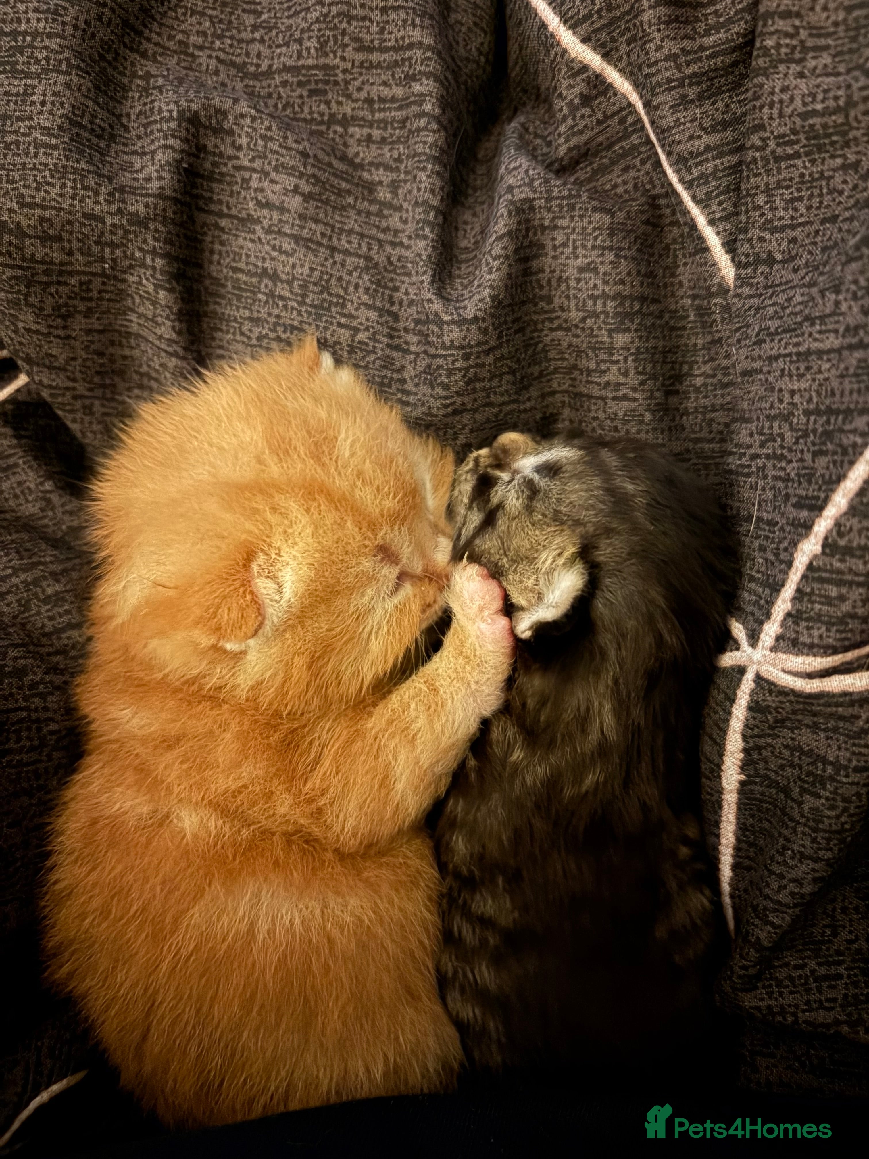 Bengal cats Bangle Ginger  - Advert 1