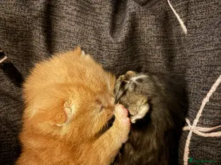 Bengal cats Bangle Ginger - Advert 1