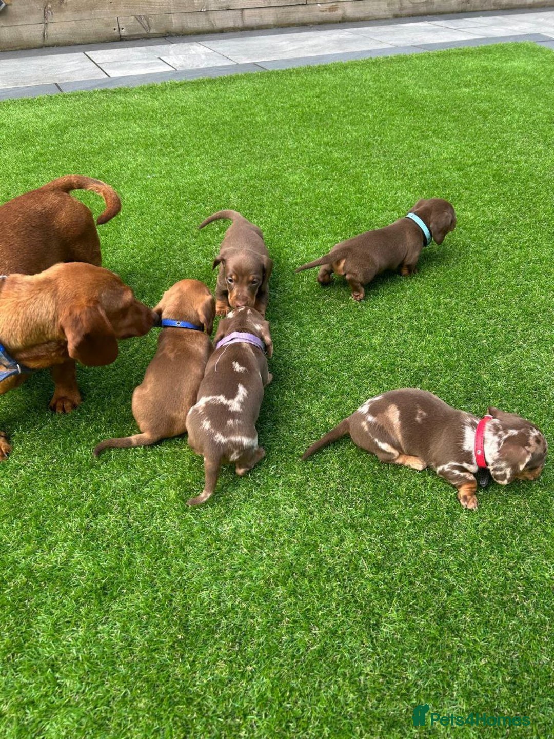 Miniature Dachshund dogs for sale: STUNNING MINIATURE DACHSHUND PUPPIES FOR SALE - Image 2