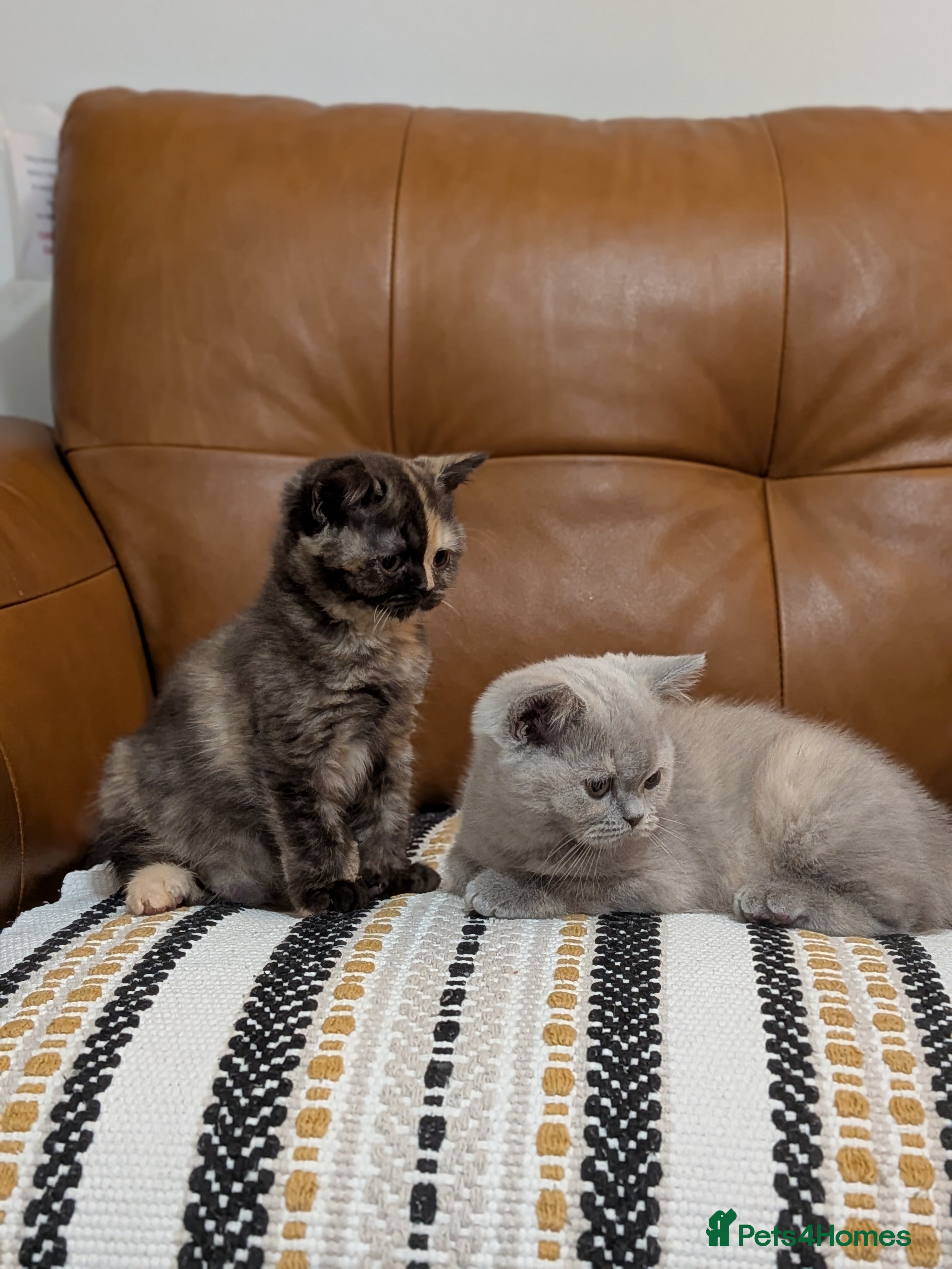 British Shorthair cats British Shorthair kittens  - Advert 13