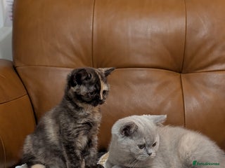British Shorthair cats British Shorthair kittens - Advert 2