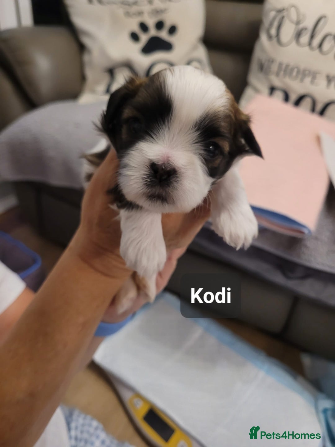 Shih Tzu dogs for sale: Beautiful Shih Tzu Puppies - Image 29