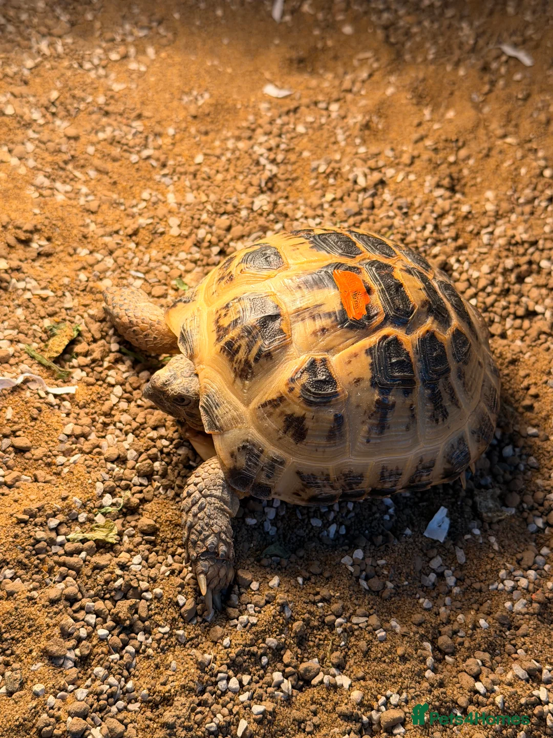 Tortoise reptiles for sale: Horsefeild tortoise  - Advert 1