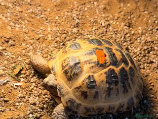 Tortoise reptiles Horsefeild tortoise - Advert 3