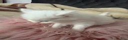 Mixed Breed cats for sale: Adorable fluffy kittens looking for loving family - Advert 6
