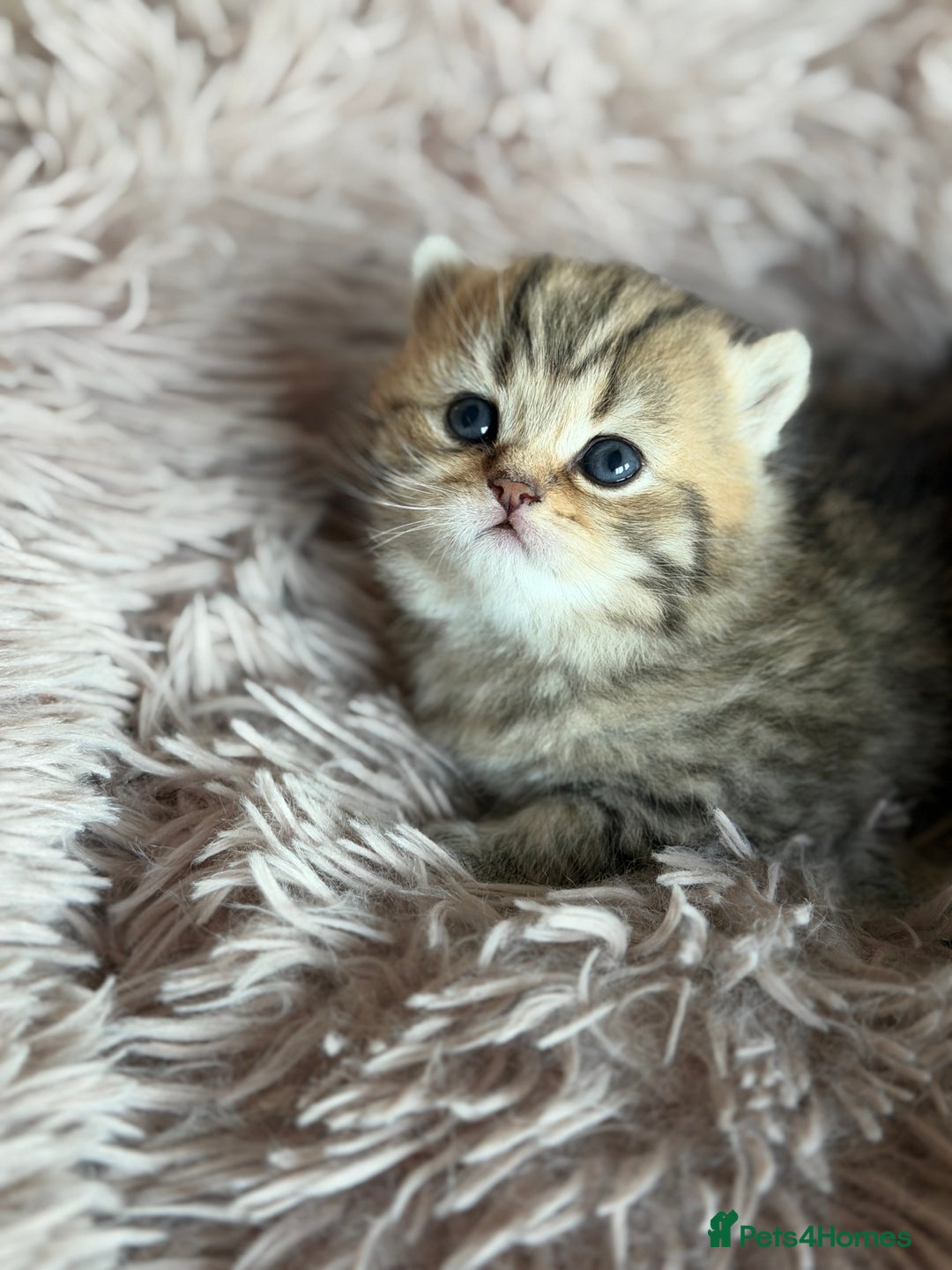 British Shorthair cats for sale: Beautiful British Shorthair Kittens – 5 Available - Advert 20