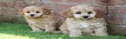 Cavapoochon dogs for sale: CAVAPOOCHON PUPPIES FOR SALE - Advert 32
