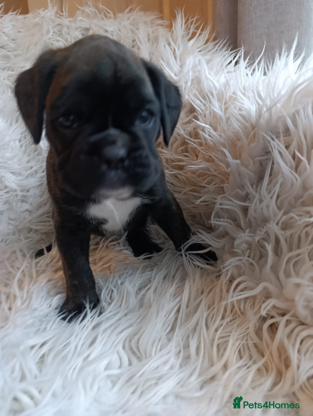 Boxer dogs for sale: Kc reg boxer pups for sale  - Image 5