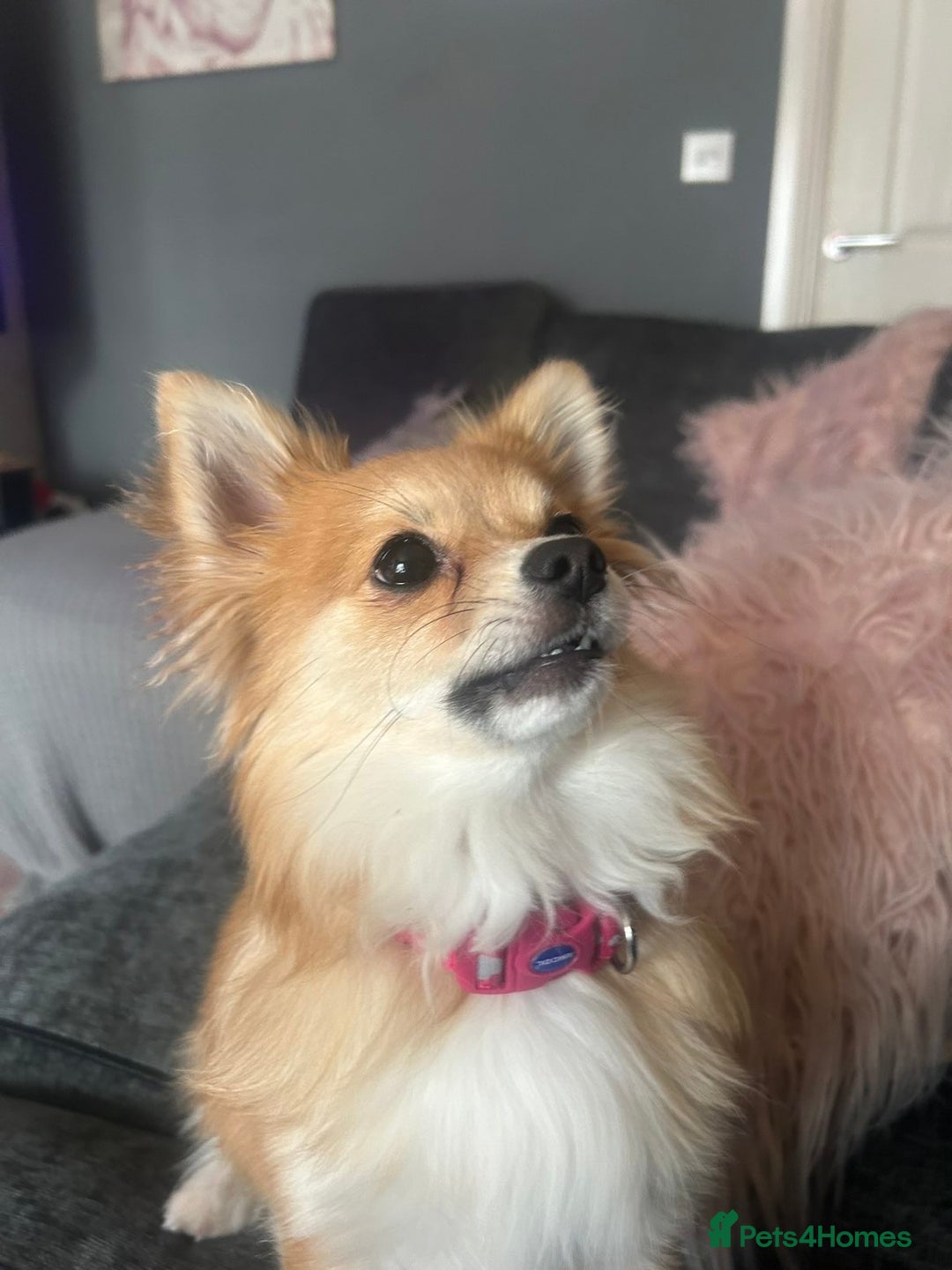 Pomchi dogs for sale: Pomchi puppies *ready now * - Advert 4