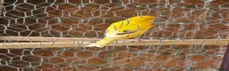 Canaries birds for sale: Persian canary  - Advert 4