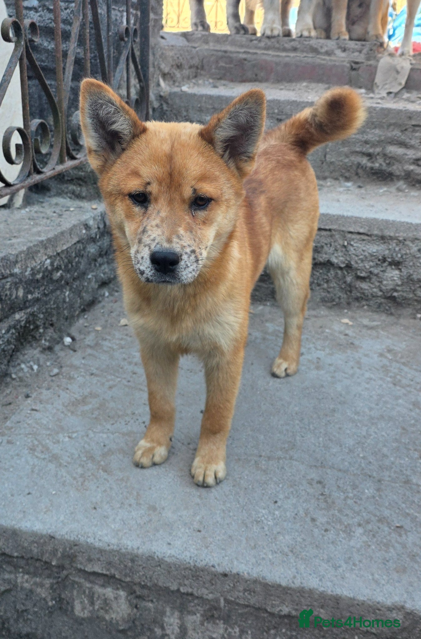 Mixed Breed dogs Red Merle Chowski Female Pup For Sale - Advert 6