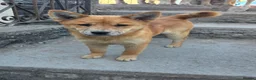 Mixed Breed dogs for sale: Red Merle Chowski Female Pup For Sale - Advert 3