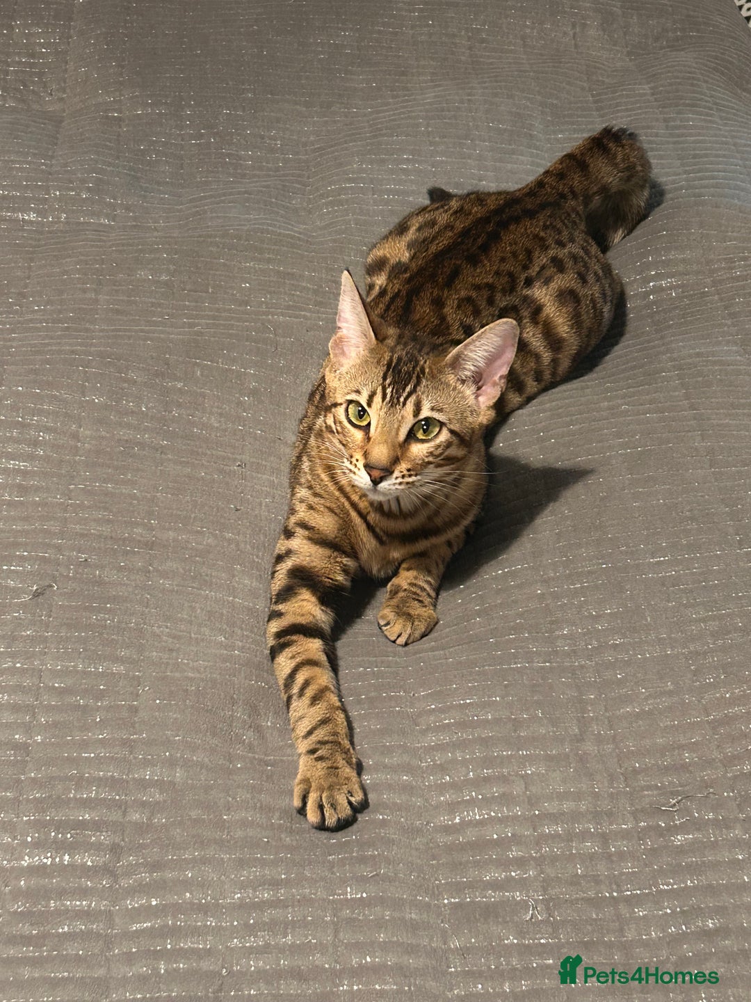 Bengal cats for sale: Bengal female  - Advert 10