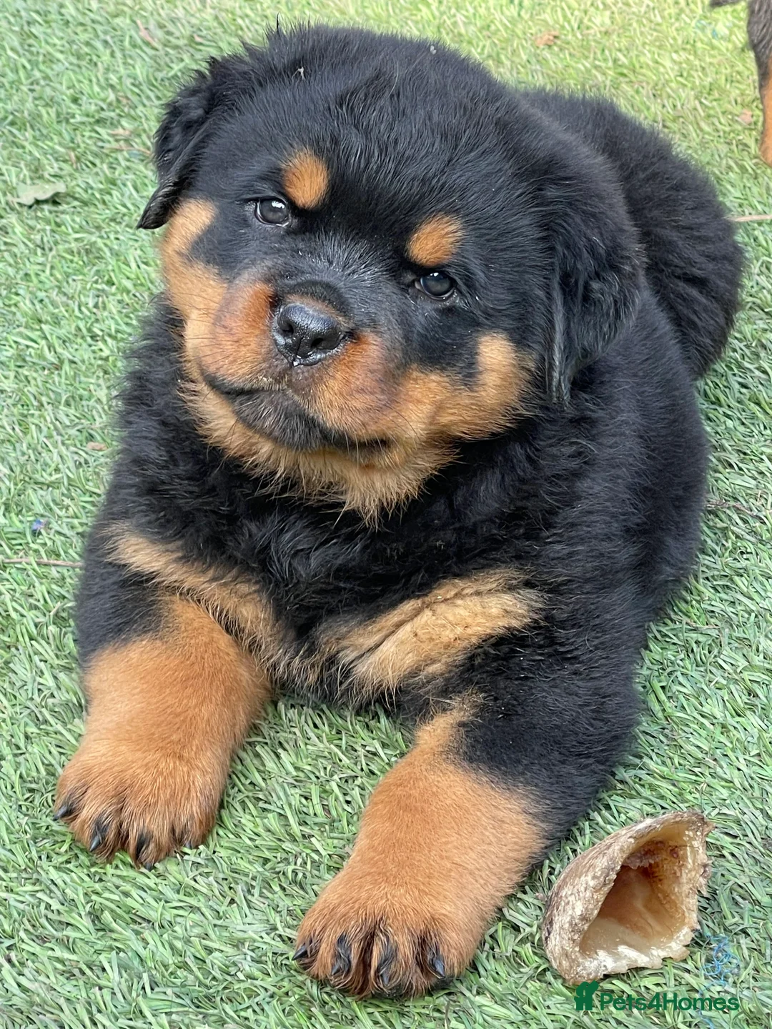 Rottweiler dogs for stud: BEAUTIFUL OLD TYPE BIG BONED ROTTIE! For stud in Mansfield - Advert 12