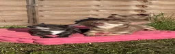 Chihuahua dogs for sale: 3 female KC Chihuahuas looking for new homes  in Southampton - Advert 2